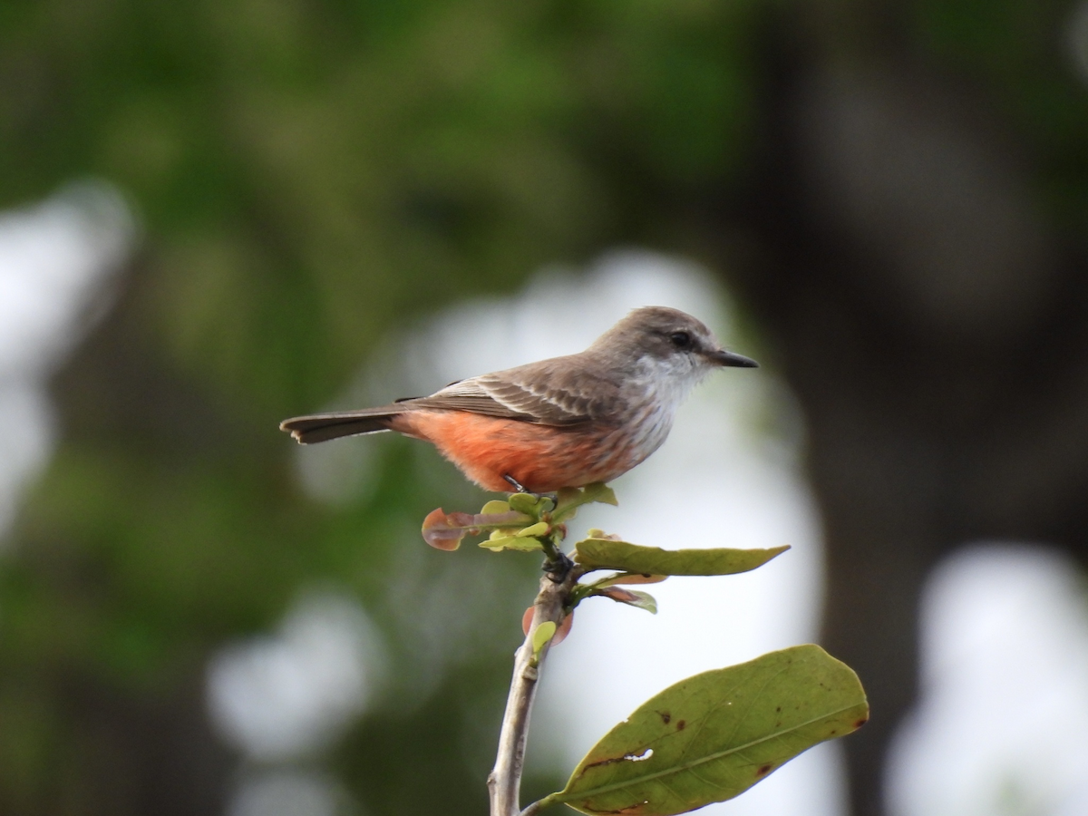 Москверо вогнистий - ML645612885