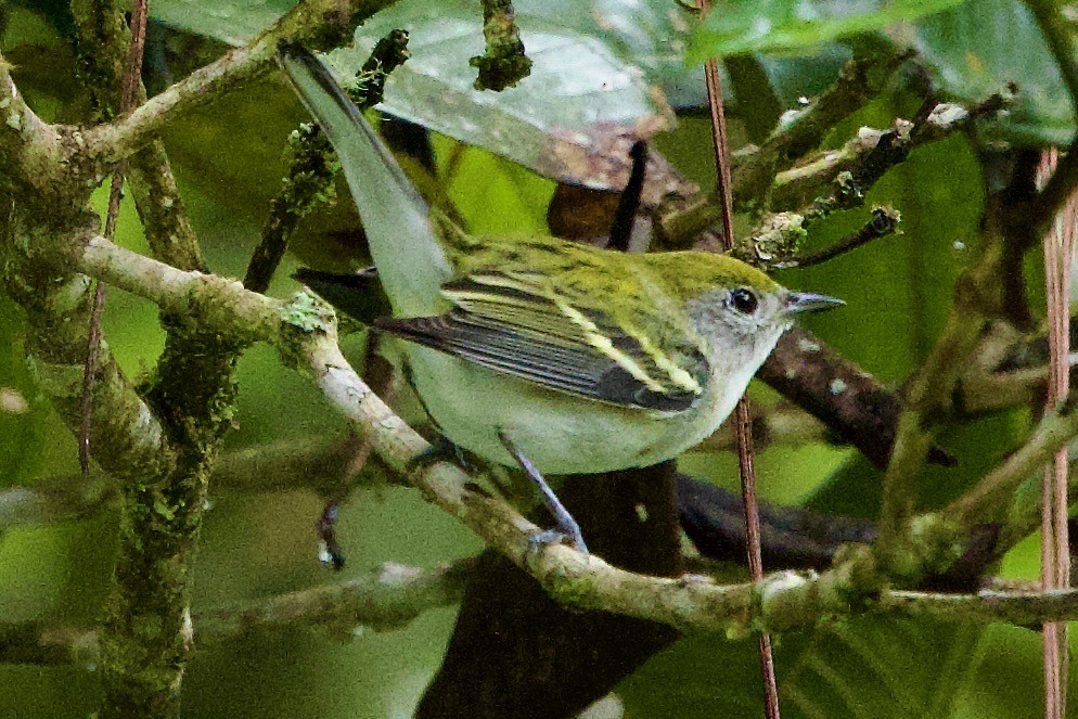 Пісняр-лісовик рудобокий - ML645612886