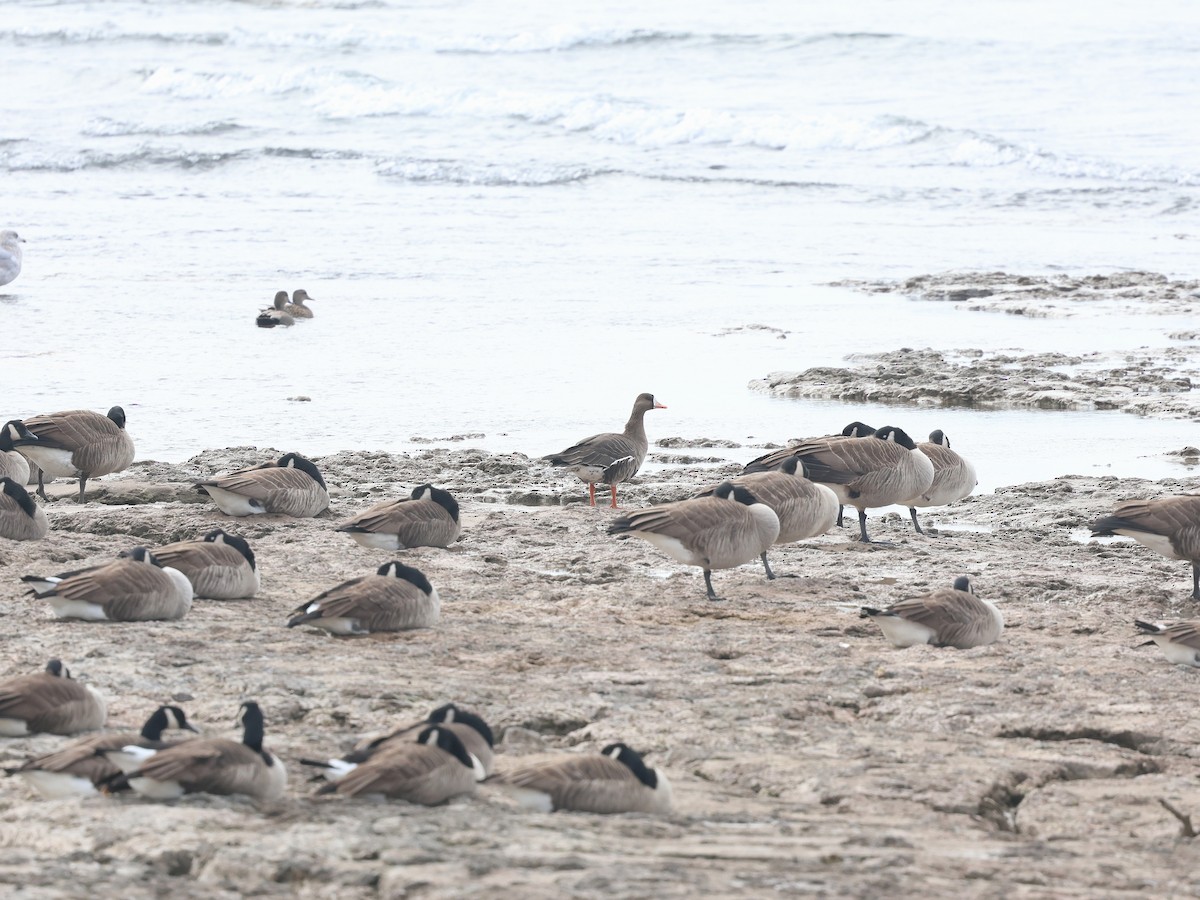 Greater White-fronted Goose - ML645612887