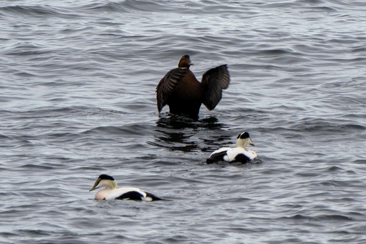 Пухівка зеленошия - ML645612888
