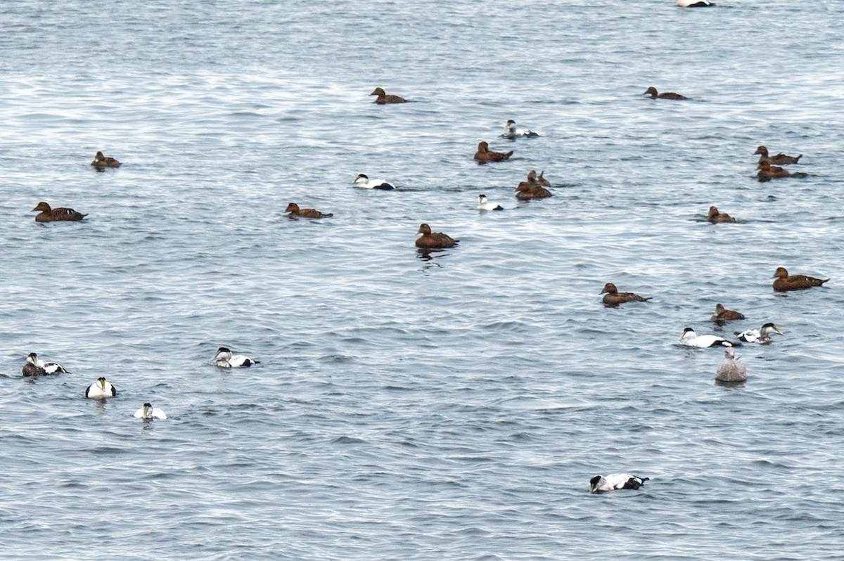 Пухівка зеленошия - ML645612889