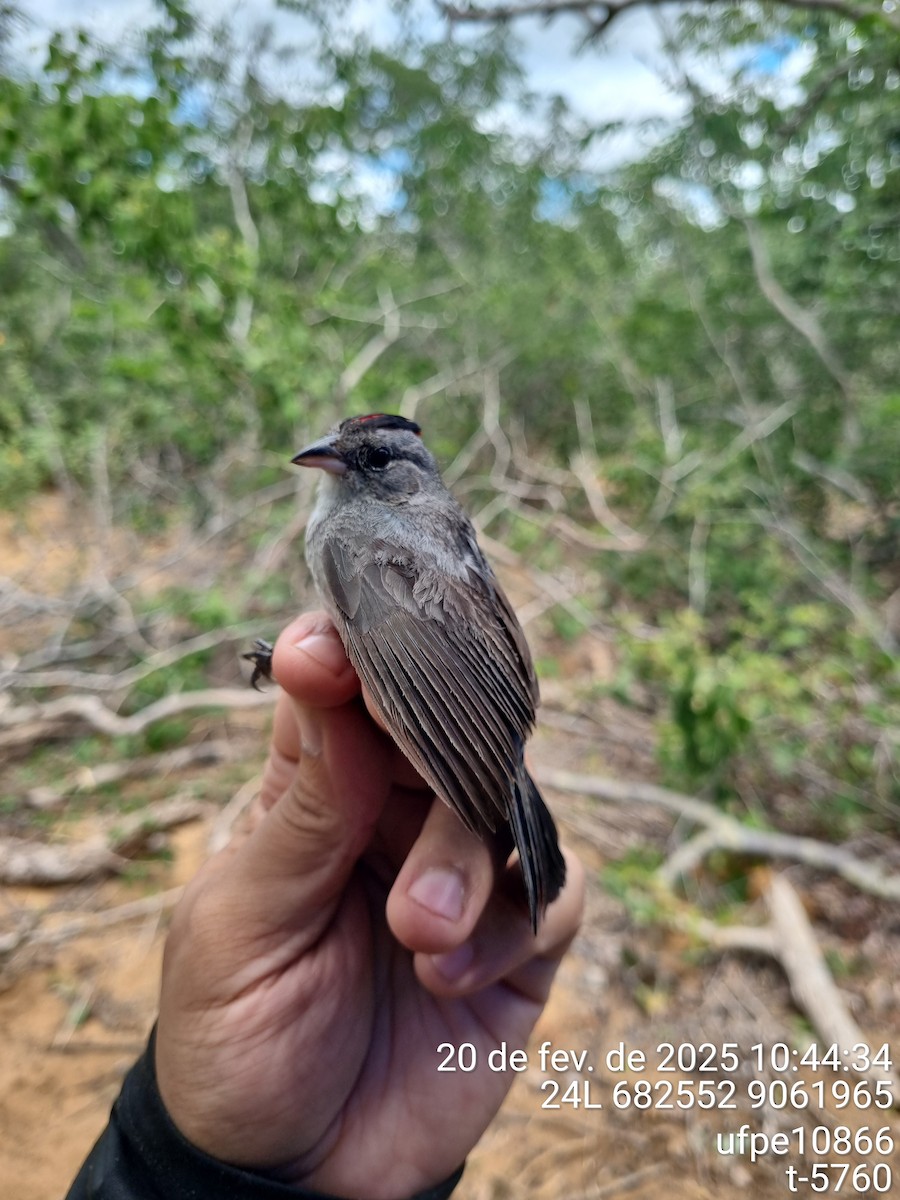 Червоночубик сірий - ML645612891