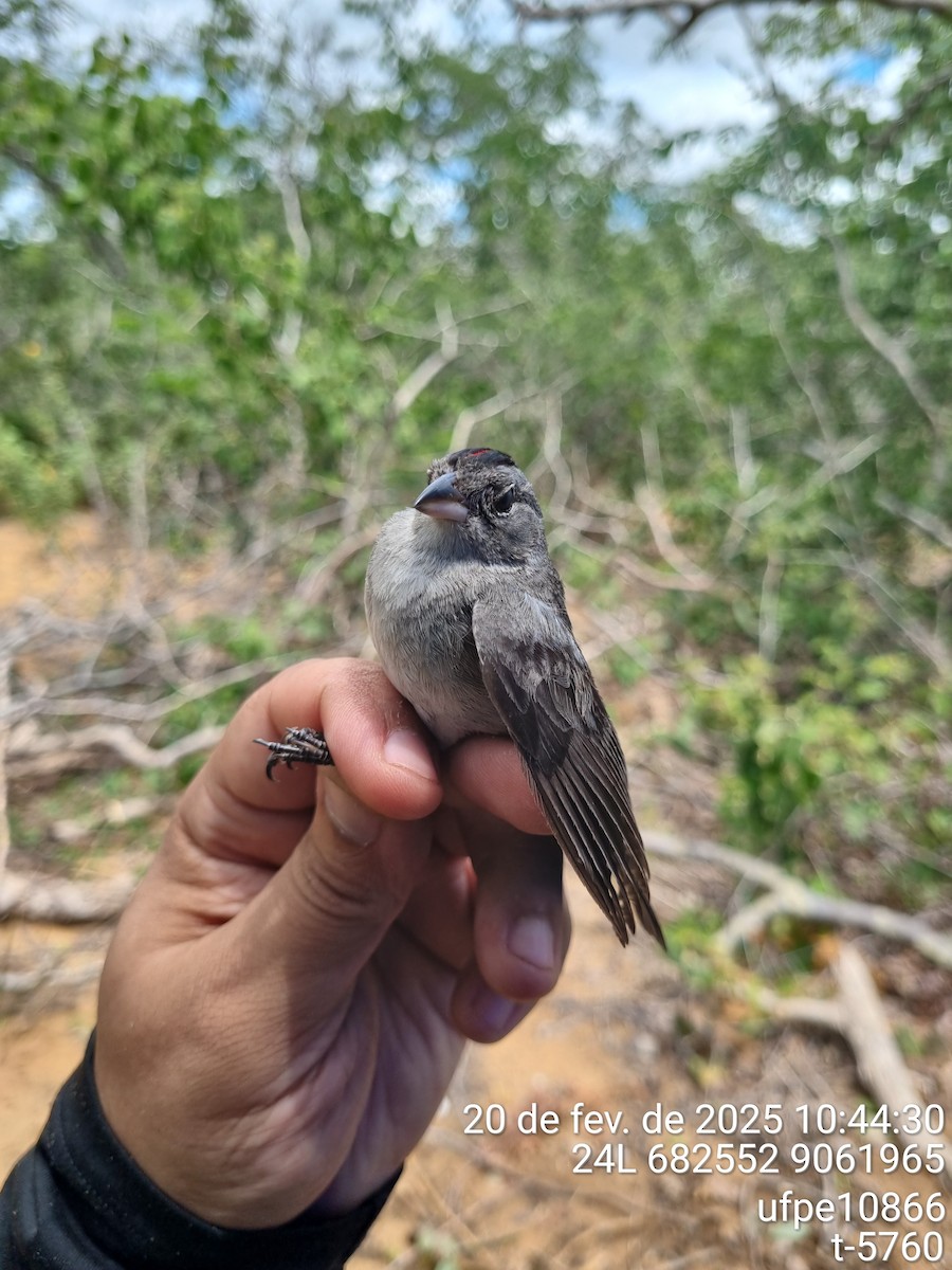 Червоночубик сірий - ML645612892