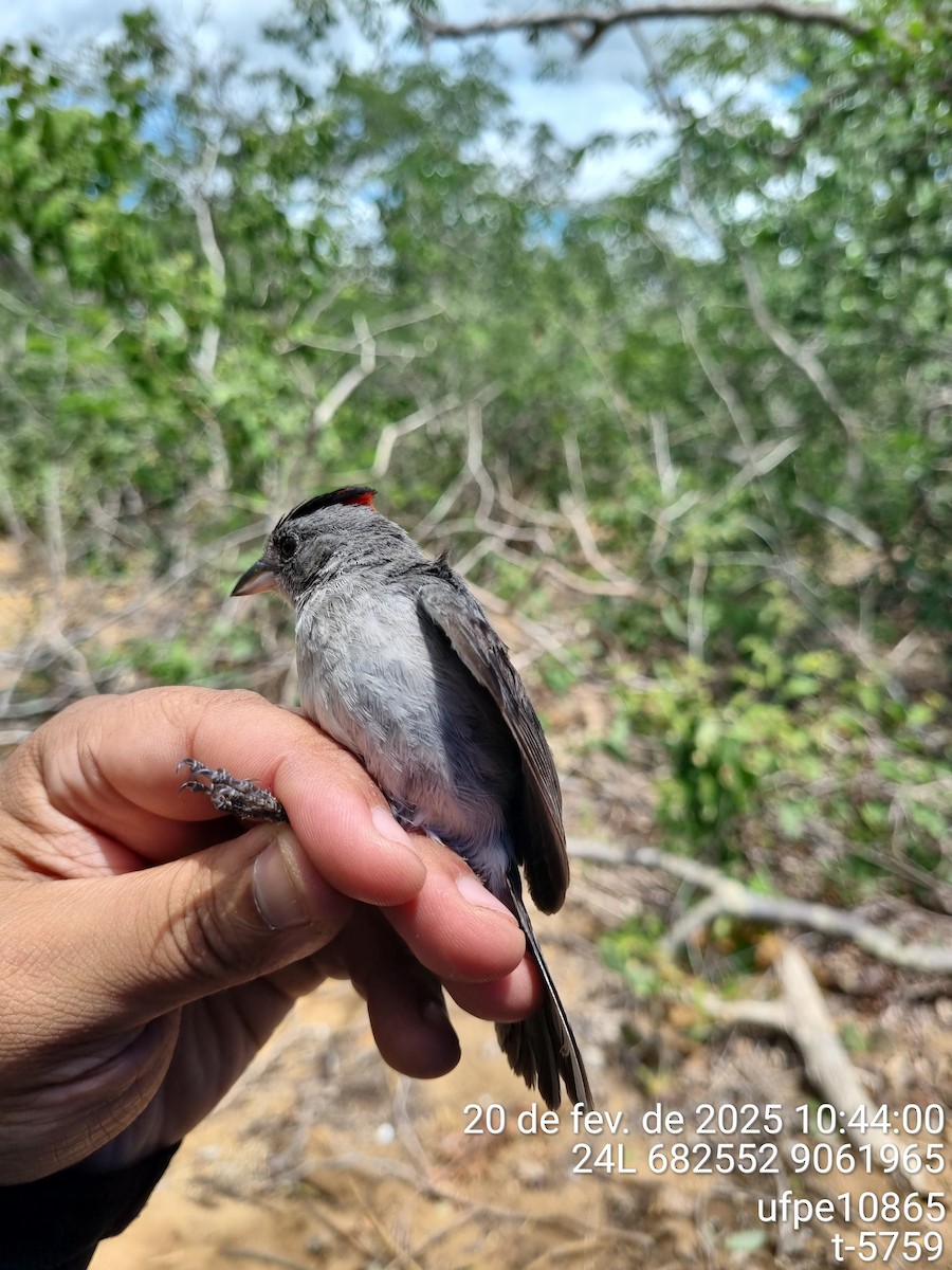 Червоночубик сірий - ML645612896