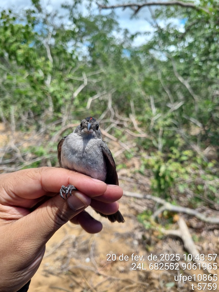 Червоночубик сірий - ML645612898