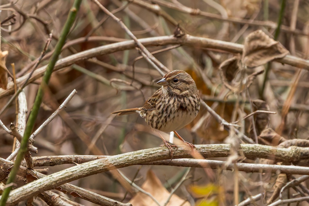 Бруант білогорлий - ML645612900