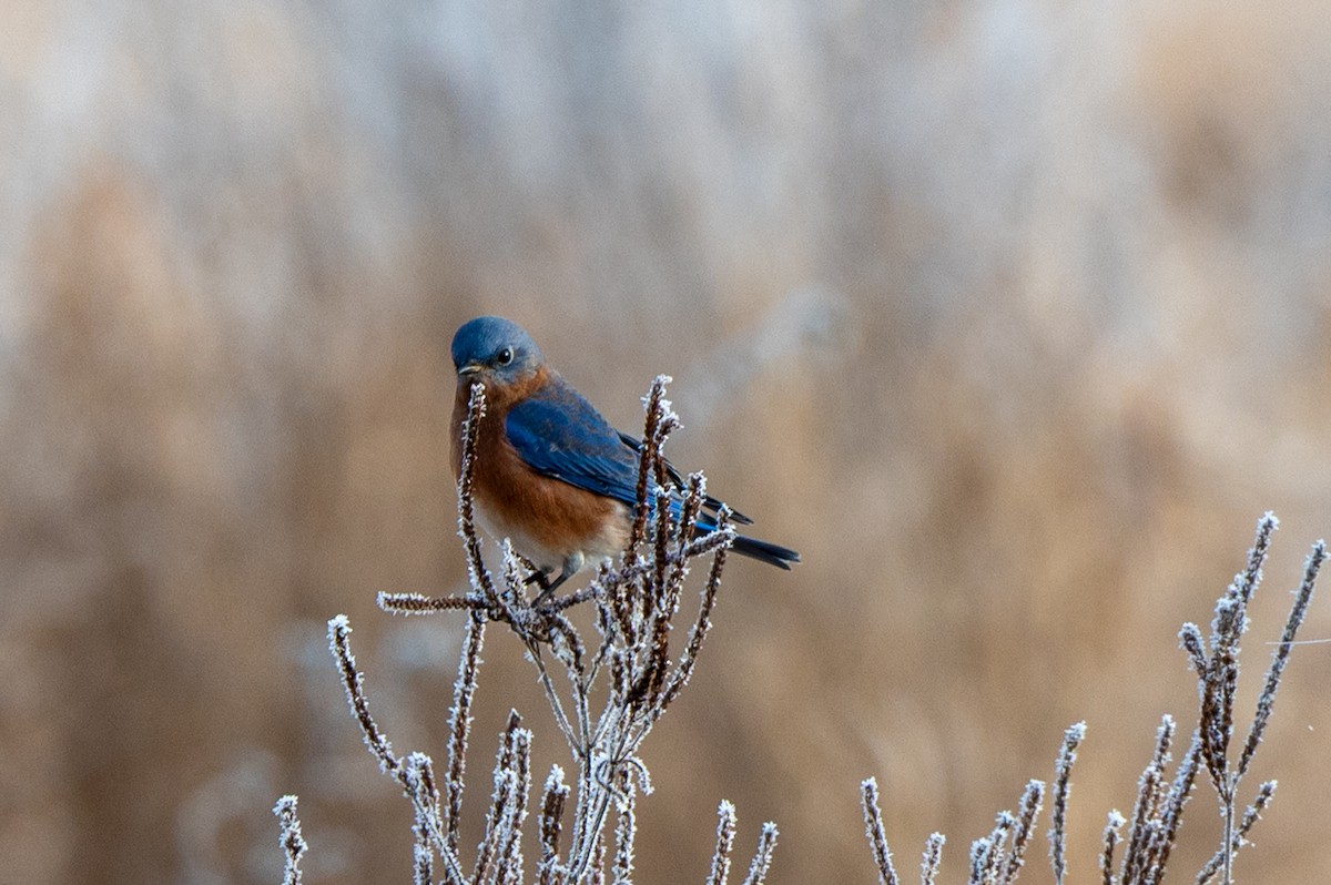 Блакитник східний - ML645612905