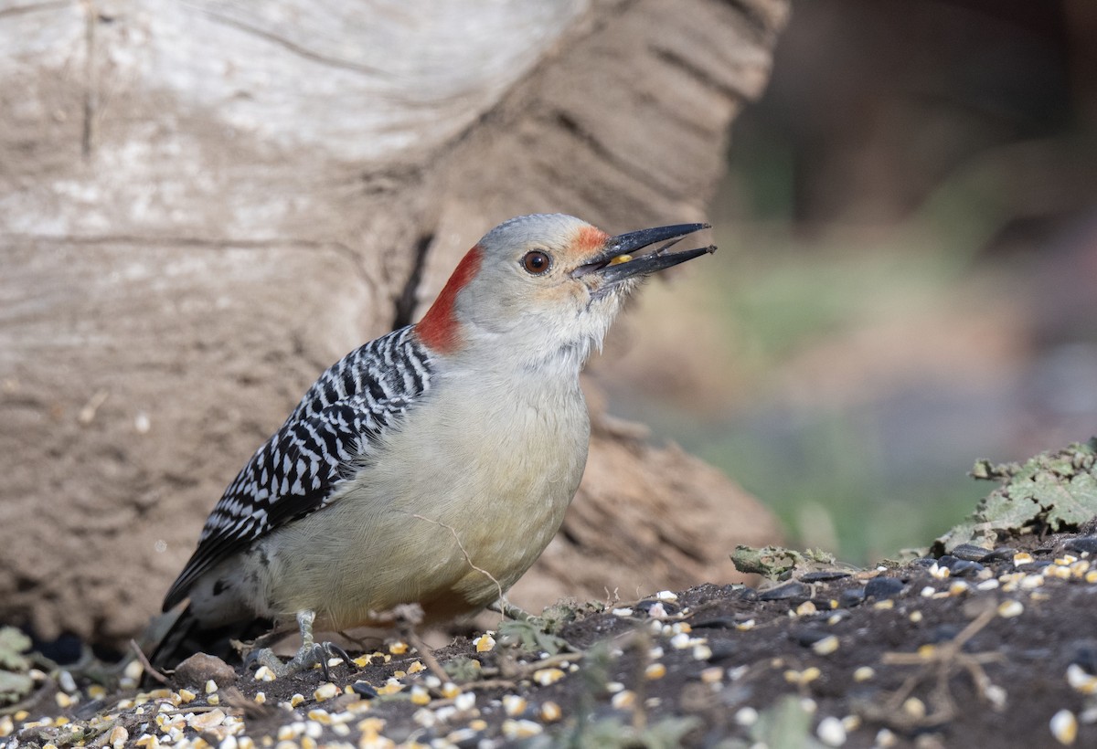 Гіла каролінська - ML645612906