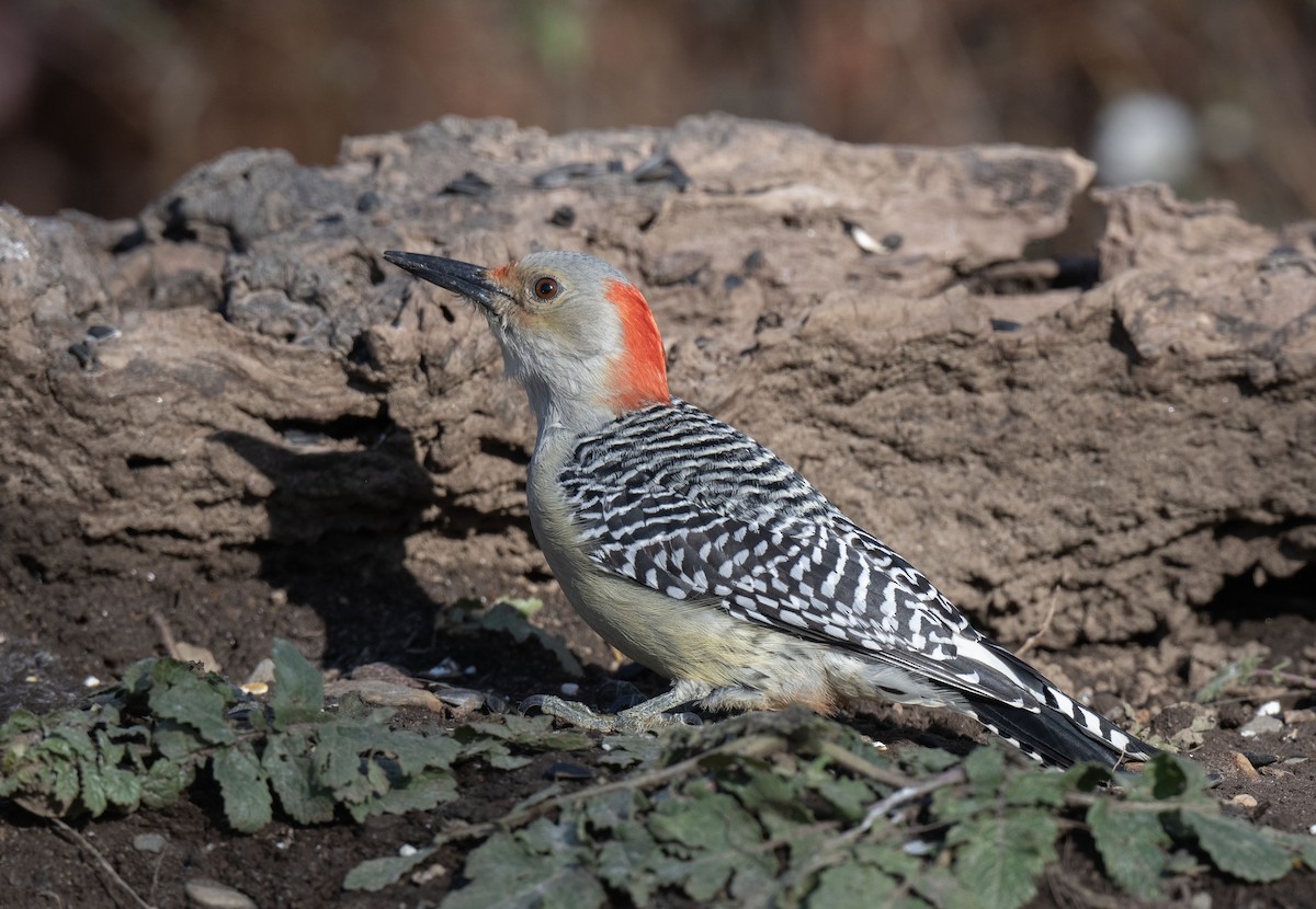 Гіла каролінська - ML645612907