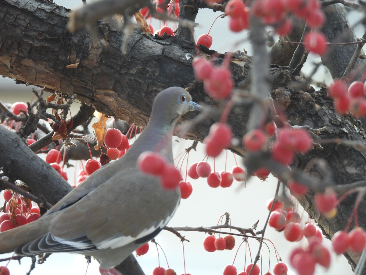 Зенаїда білокрила - ML645612910