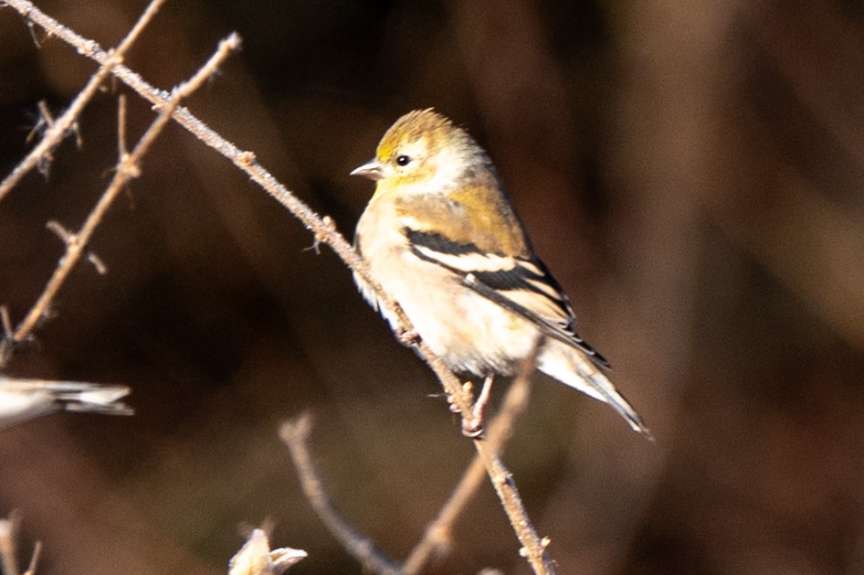 Чиж золотий - ML645612913