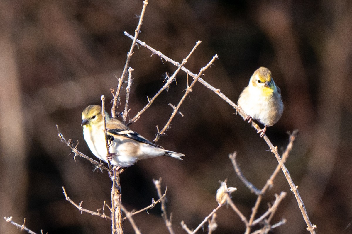 Чиж золотий - ML645612914