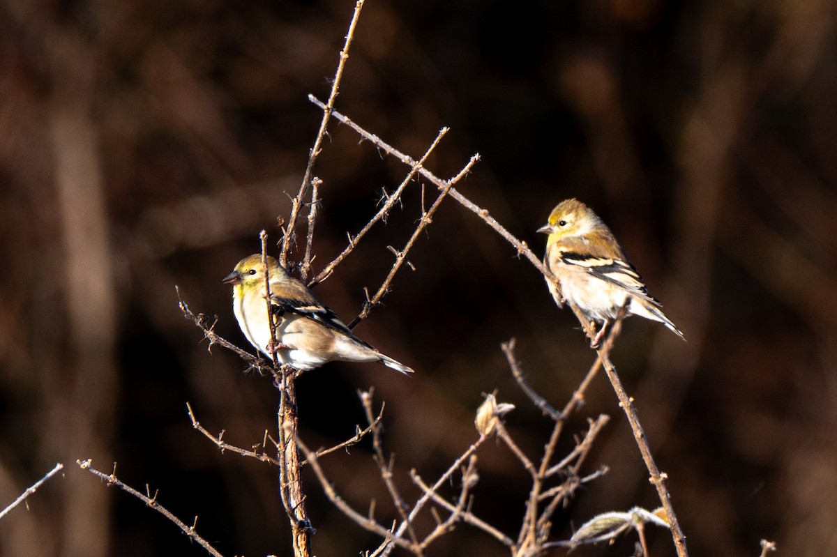 Чиж золотий - ML645612915