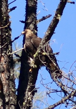 Беркут - ML645612918