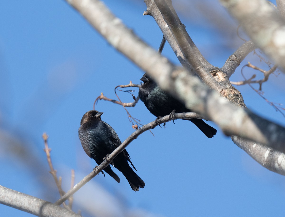 Brown-headed Cowbird - ML645612929