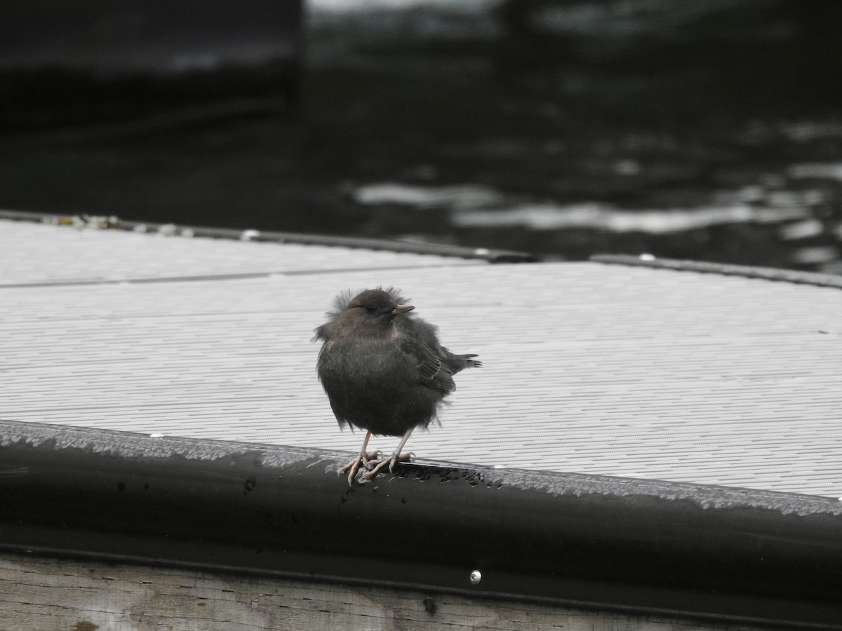 Ur-zozo iparramerikarra - ML645612937