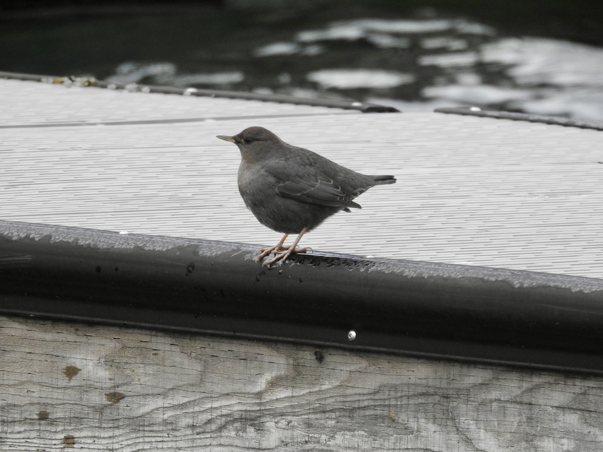 Ur-zozo iparramerikarra - ML645612940