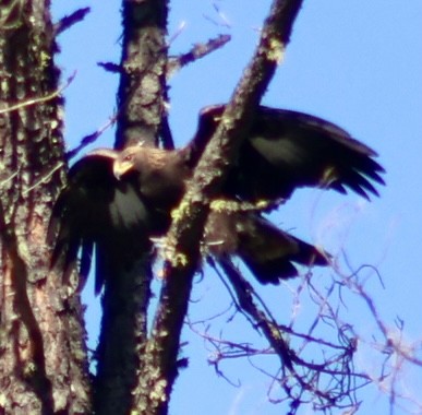 Golden Eagle - ML645612943