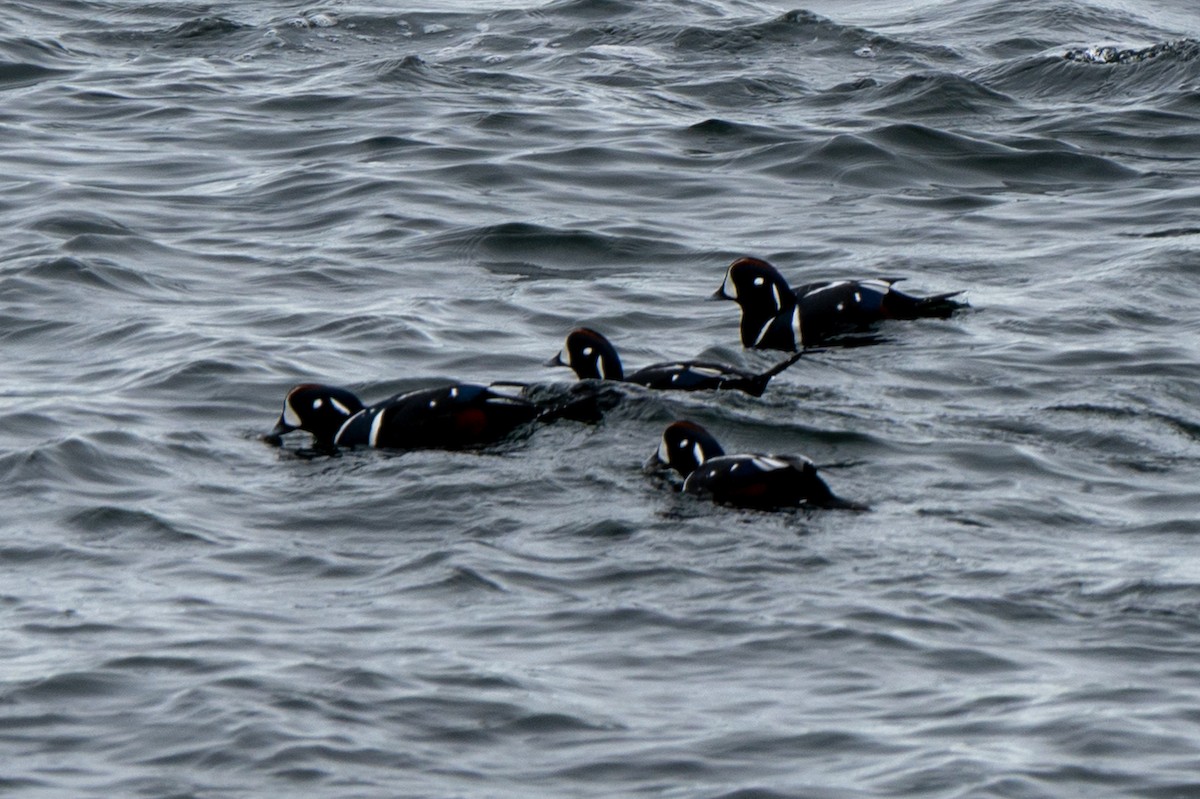 Ahate arlekina - ML645612945