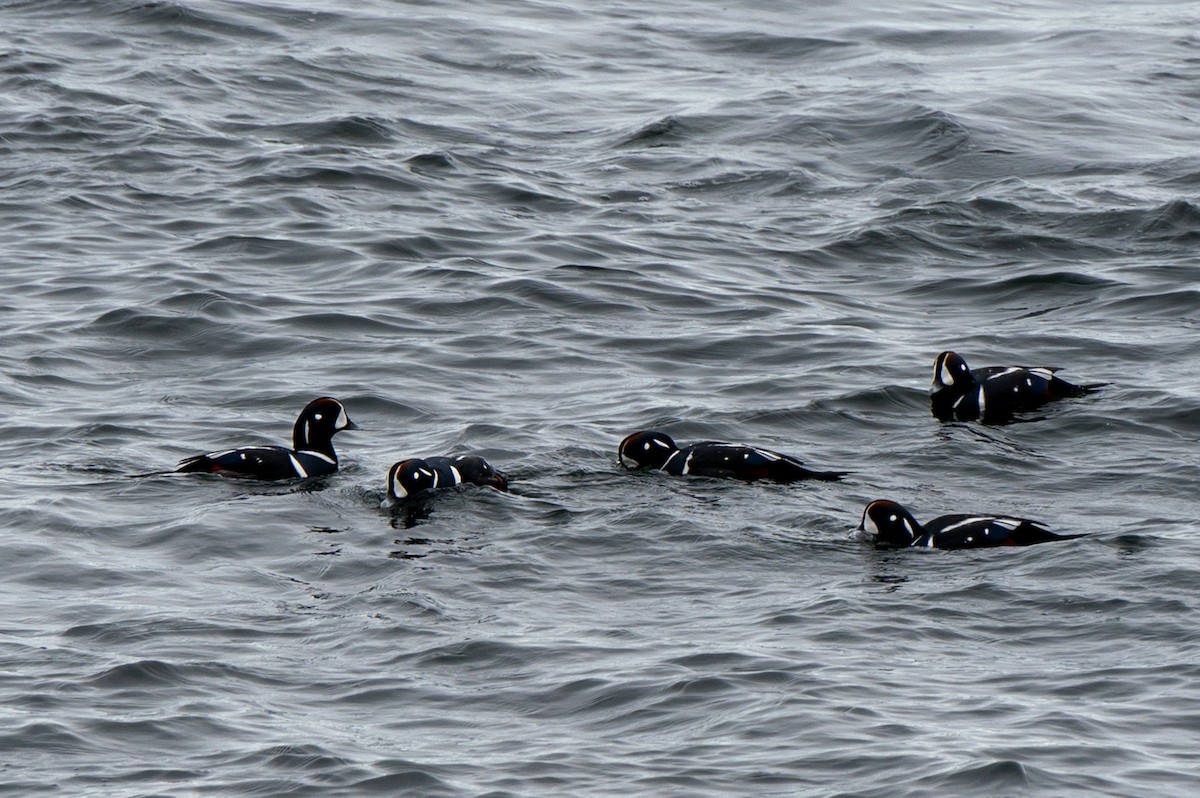 Ahate arlekina - ML645612946