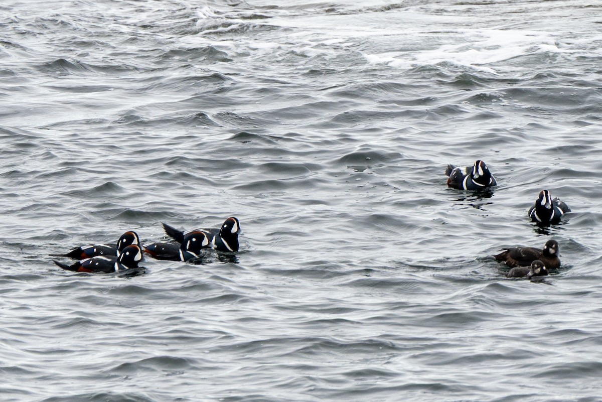 Ahate arlekina - ML645612947