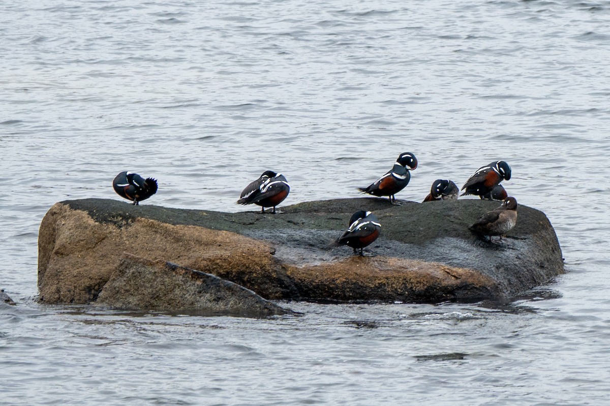 Ahate arlekina - ML645612949