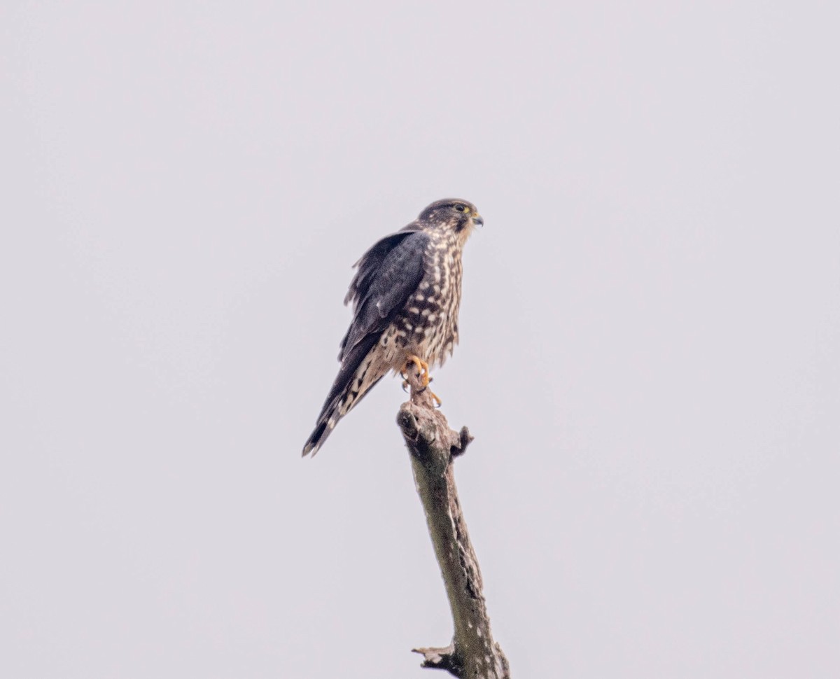 Merlin - ML645612952