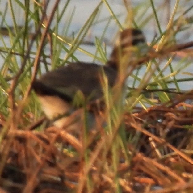 Northern Jacana - ML645612958