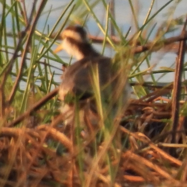 Northern Jacana - ML645612959