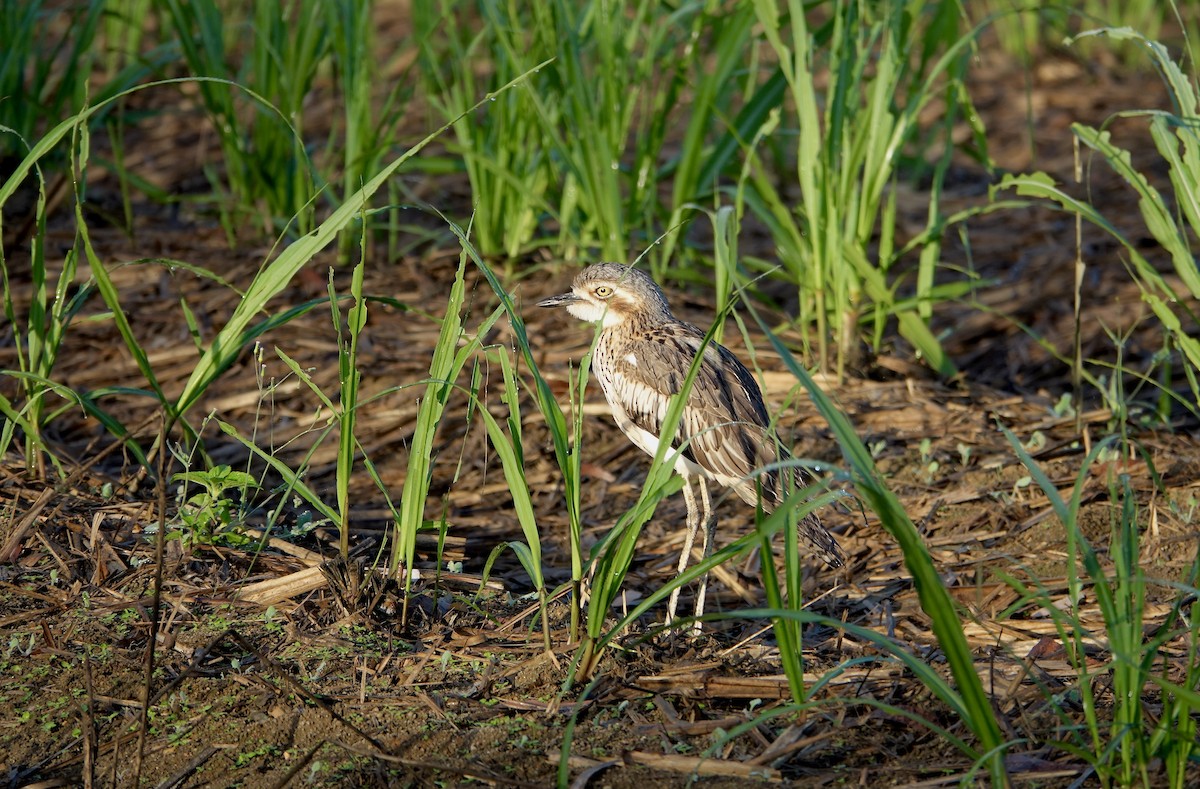 Bush Thick-knee - ML645612960