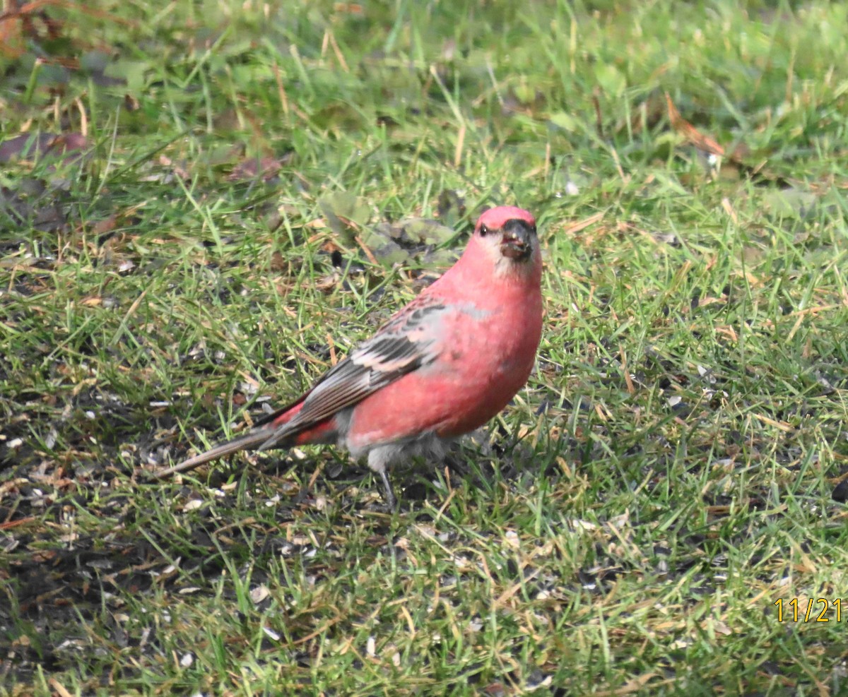 Pinu-gailupa - ML645612963