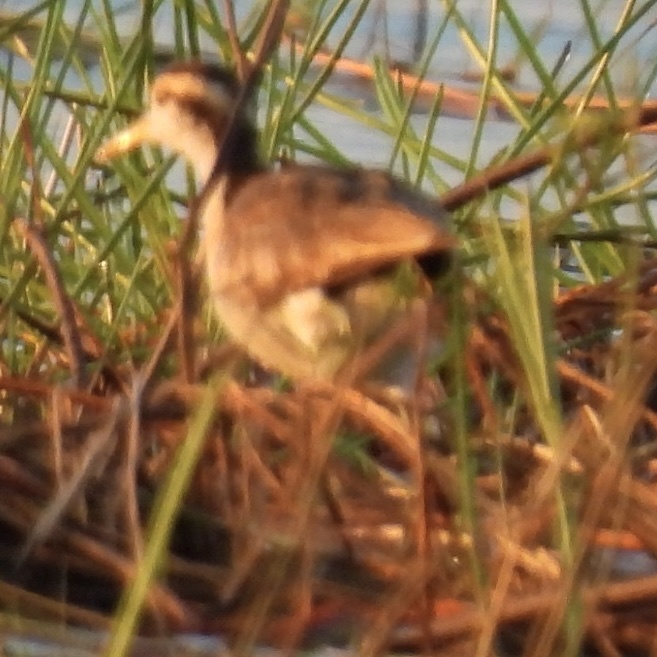 Northern Jacana - ML645612970