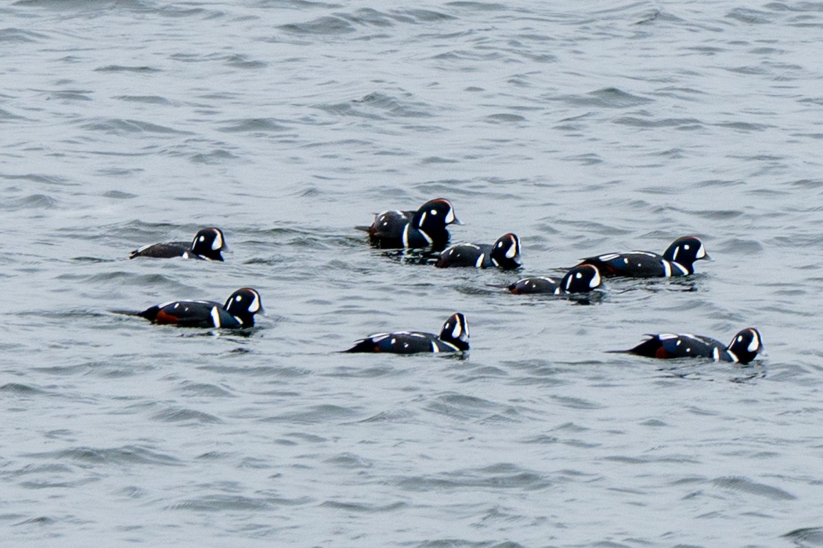 Ahate arlekina - ML645612972