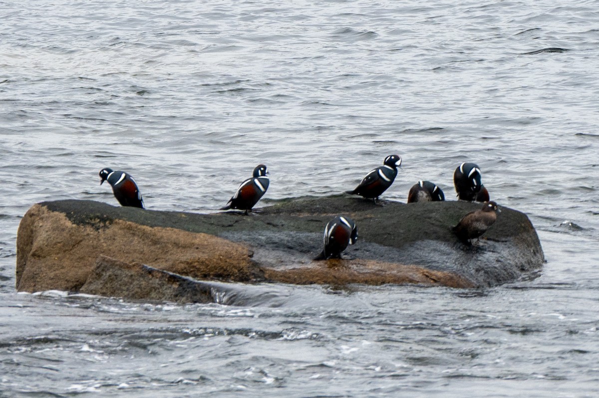 Ahate arlekina - ML645612973