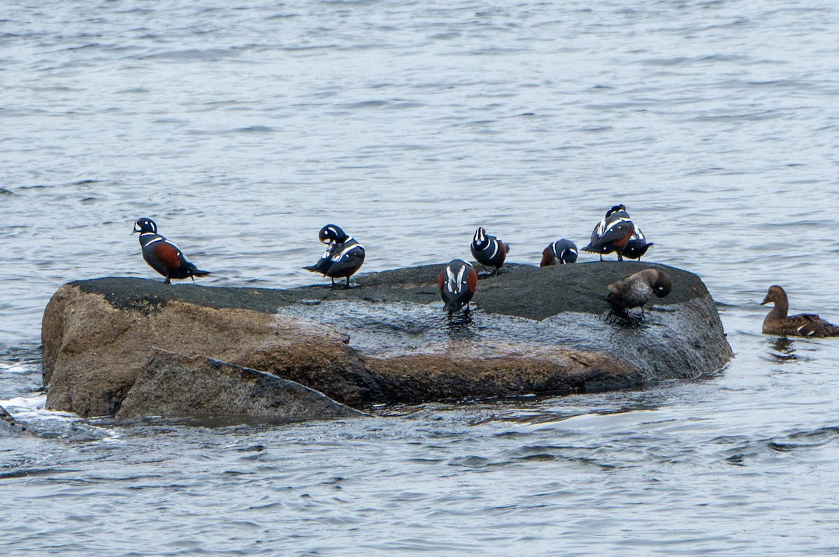 Ahate arlekina - ML645612974