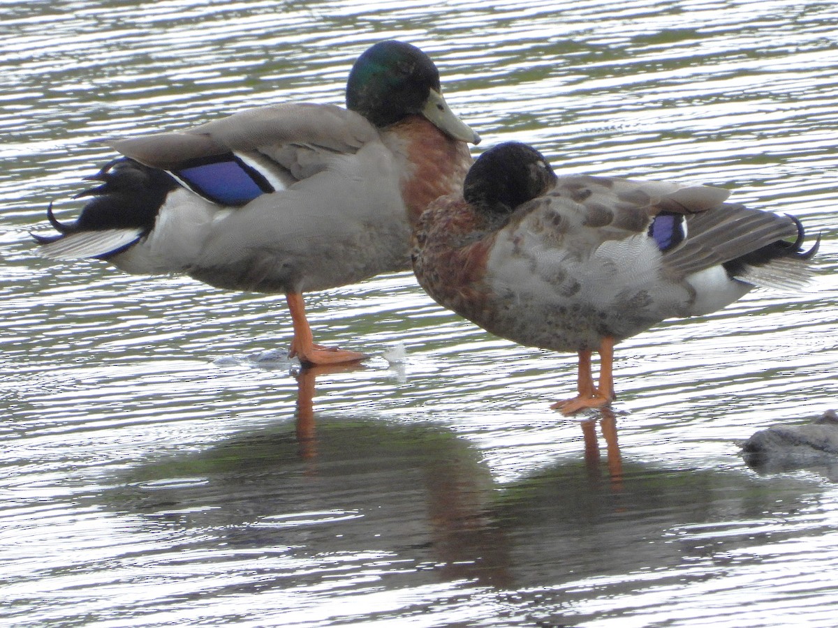 Mallard - ML645612978