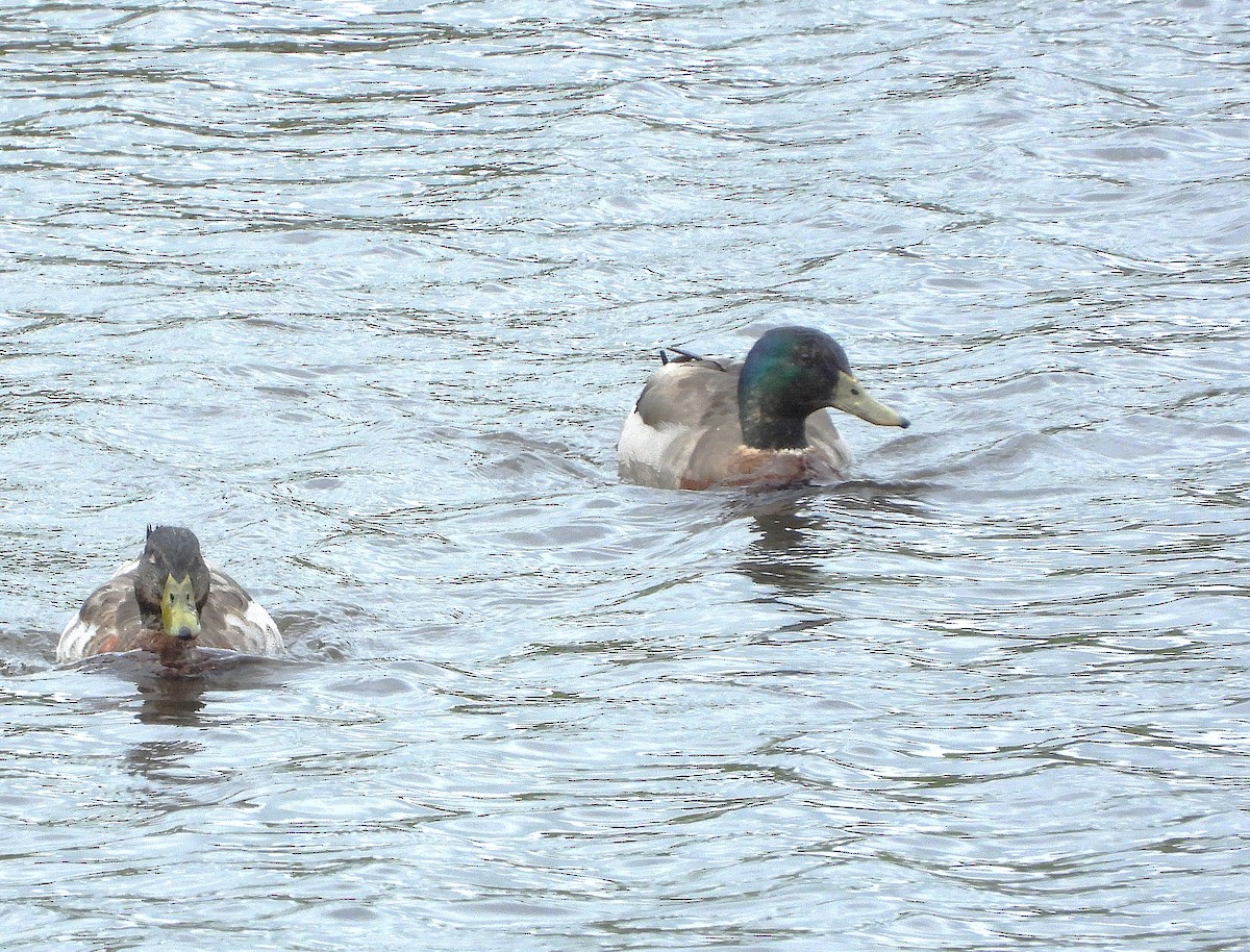 Mallard - ML645612979