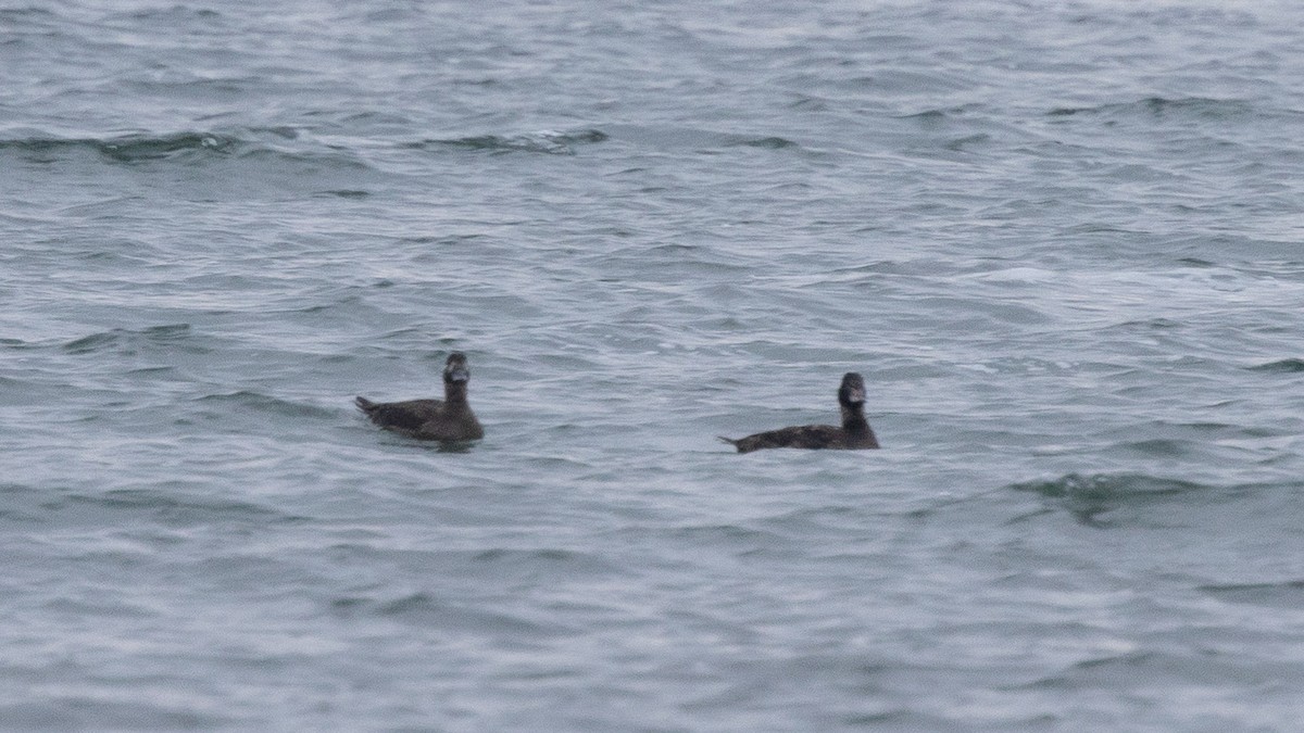 Surf Scoter - ML645612980