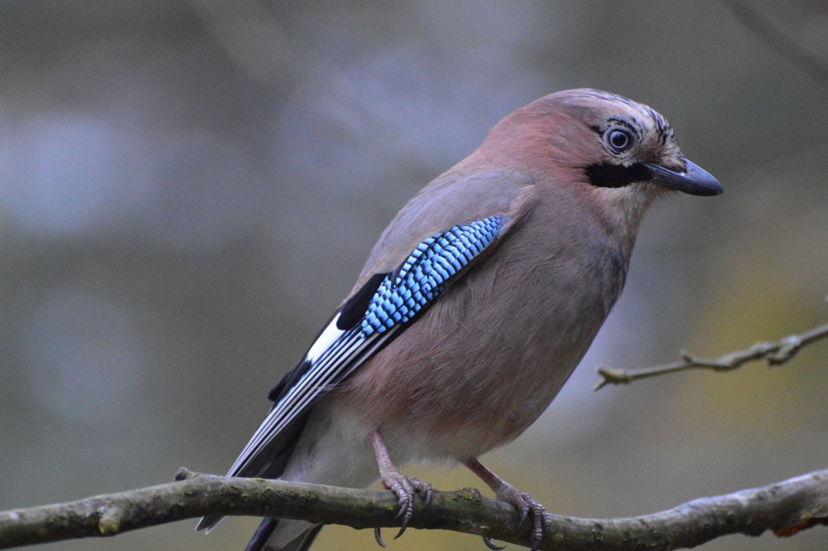 Eurasian Jay - ML645612981