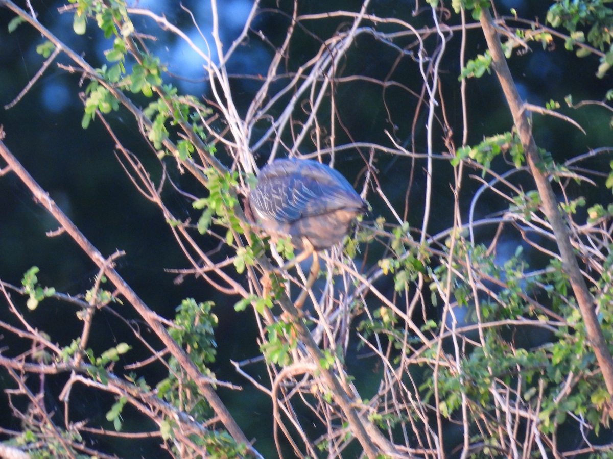 Green Heron - ML645612982