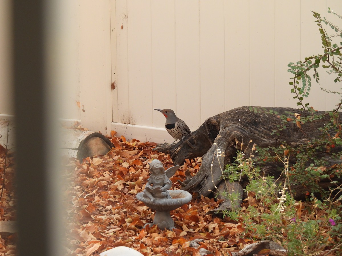 Northern Flicker - ML645612983