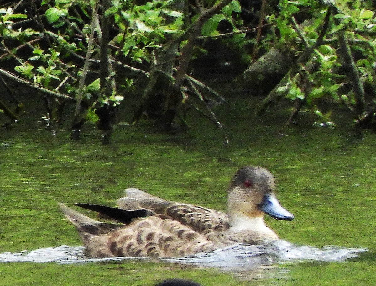 Gray Teal - ML645612988