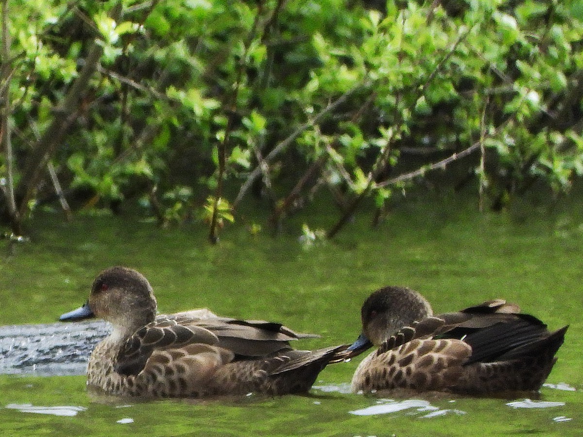 Gray Teal - ML645612989