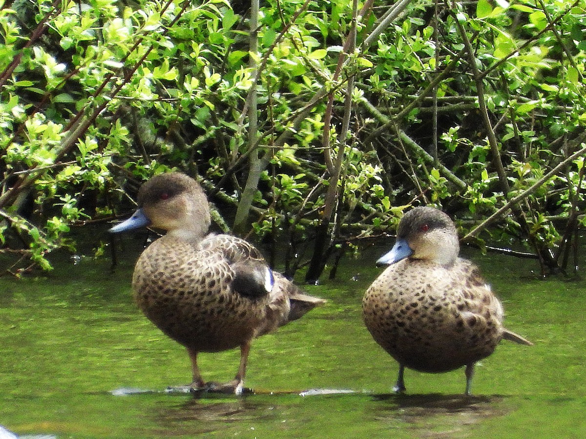 Gray Teal - ML645612990