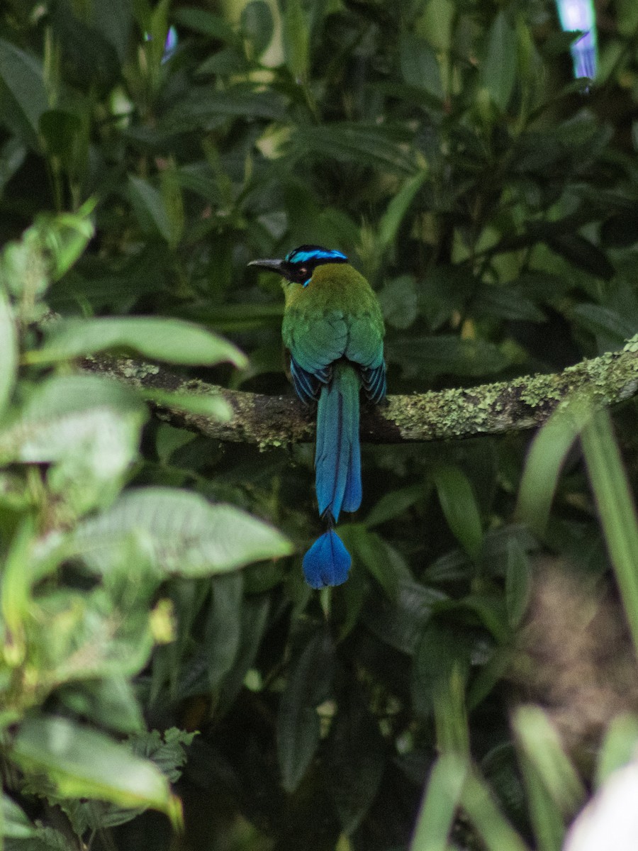 Andean Motmot - ML645612991