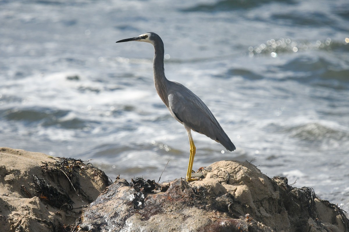 White-faced Heron - ML645612992