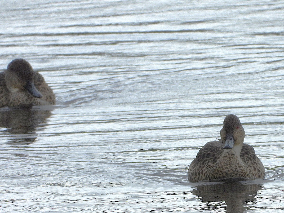 Gray Teal - ML645612993