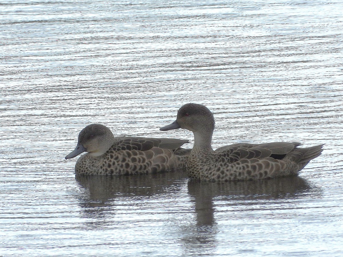 Gray Teal - ML645612994