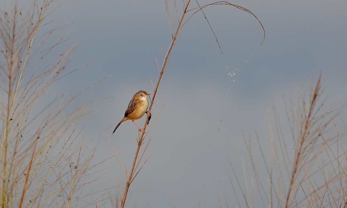 Golden-headed Cisticola - ML645612995