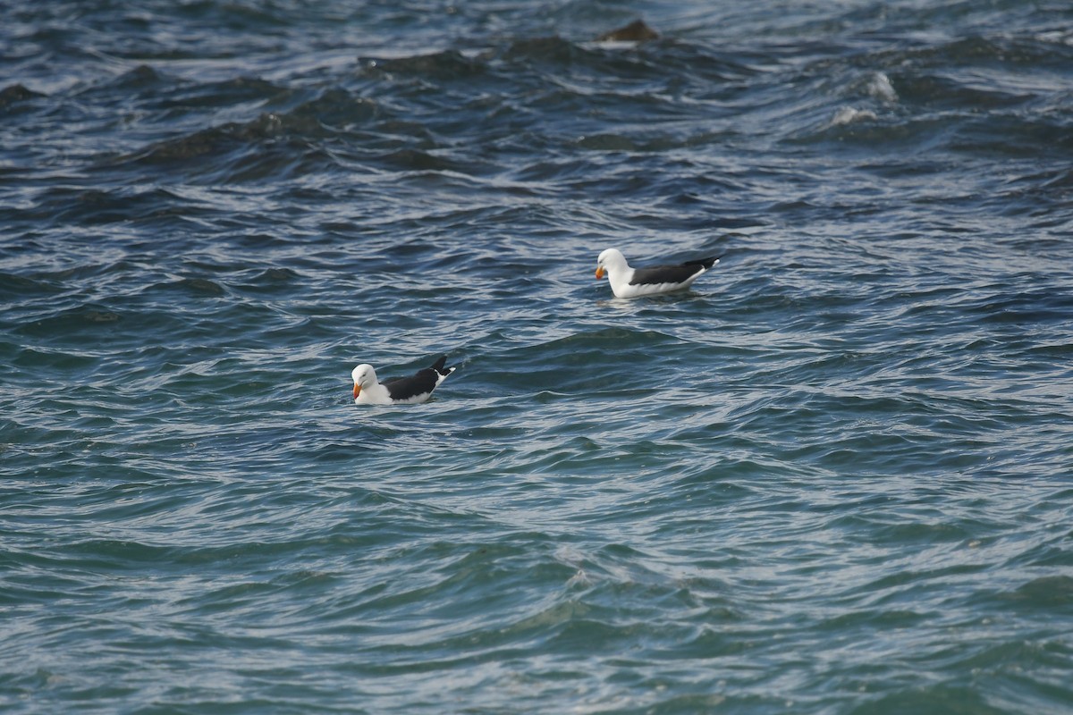 Pacific Gull - ML645612997
